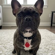 French bulldog wearing a red EMF protection paw charm on its collar, a lightweight pet accessory for everyday EMF exposure.